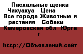 Пасхальные щенки Чихуахуа › Цена ­ 400 - Все города Животные и растения » Собаки   . Кемеровская обл.,Юрга г.